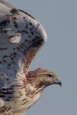 Red-tailed Hawk