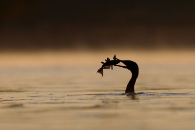 Neotropic Cormorant