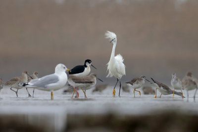 Snowy Egret and Friends