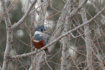 Ringed Kingfisher