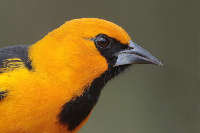 Altamira Oriole