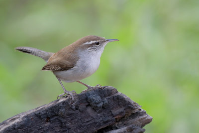 Bewick's Wren