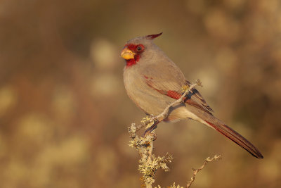 Pyrrhuloxia