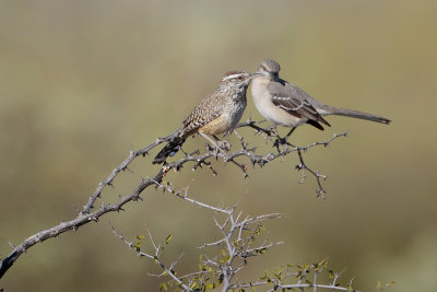 Cactus Wren