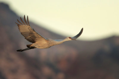 Sandhill Crane