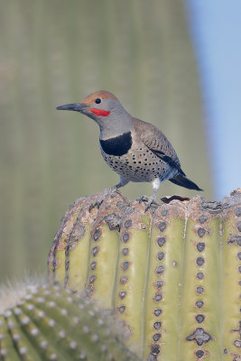 Gilded Flicker