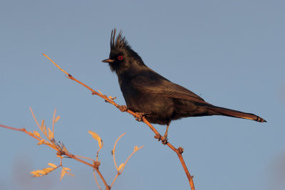 Phainopepla