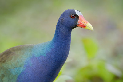 Purple Gallinule