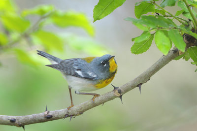 Northern Parula