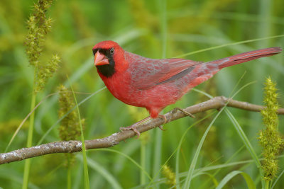 Northern Cardinal