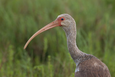 White Ibis