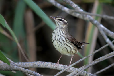 Northern Waterthrush