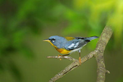 Northern Parula