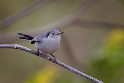 Cuban Gnatcatcher