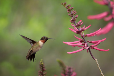 Ruby-throated Hummingbird