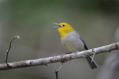 Yellow-headed Warbler