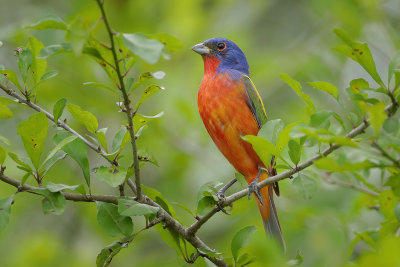 Painted Bunting