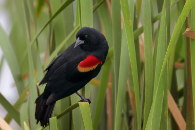 Red-winged Blackbird