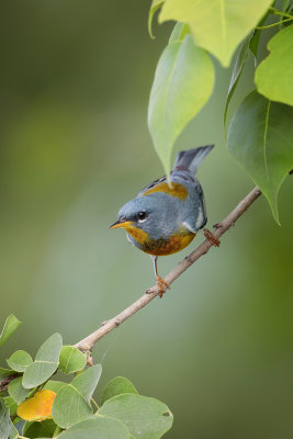 Northern Parula