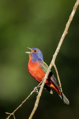 Painted Bunting