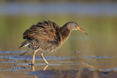 Clapper Rail