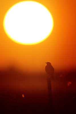 Eastern Meadowlark