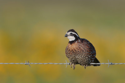 Northern Bobwhite