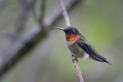 Ruby-throated Hummingbird