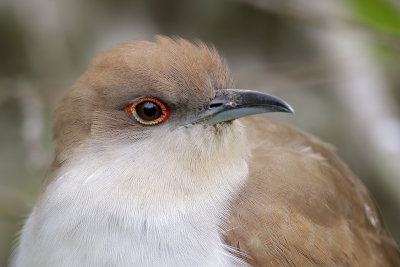 Black-billed Cuckoo