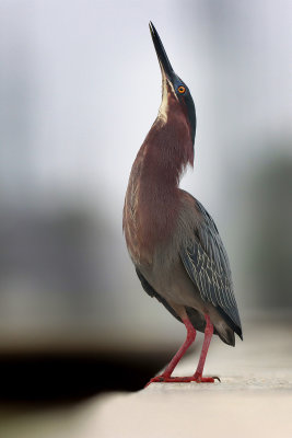 Green Heron