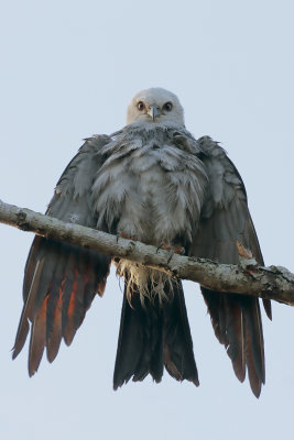 Mississippi Kite