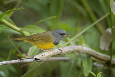 Mourning Warbler