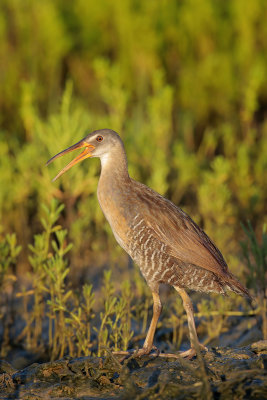 Clapper Rail