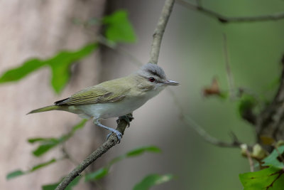 Red-eyed Vireo