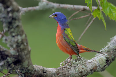 Painted Bunting