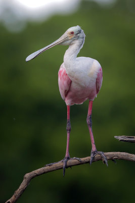 Roseate Spoonbill