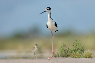 Black-necked Stilt