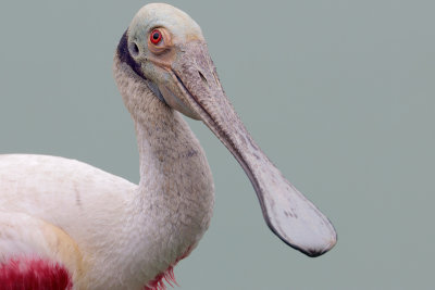 Roseate Spoonbill