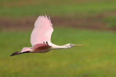 Roseate Spoonbill