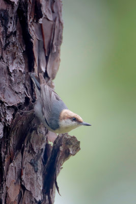 Brown-headed Nuthatch