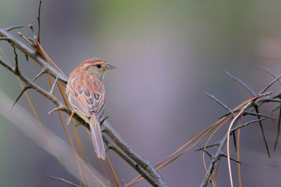 Bachman's Sparrow