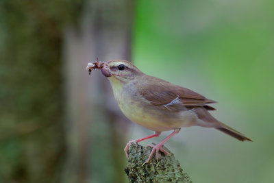 Swainson's Warbler