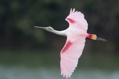 Roseate Spoonbill