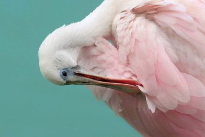 Roseate Spoonbill