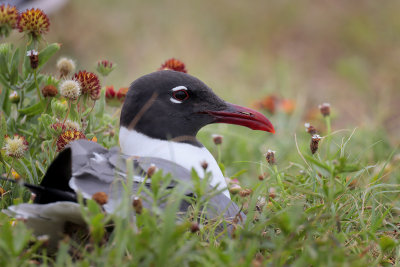 Laughing Gull