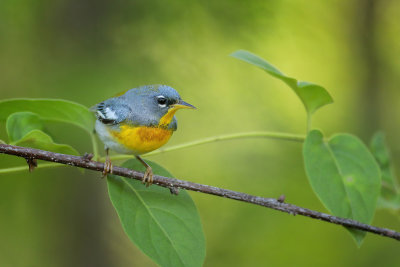 Northern Parula