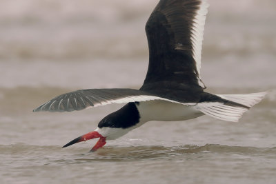 Black Skimmer