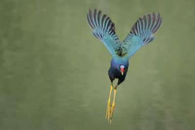 Purple Gallinule