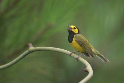 Hooded Warbler