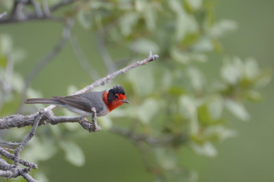 Red-faced Warbler